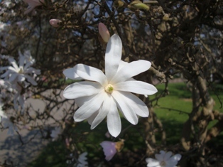 magnolia.etoile2012-orangerie.JPG