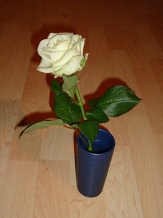 rose.2011sylvestre.JPG